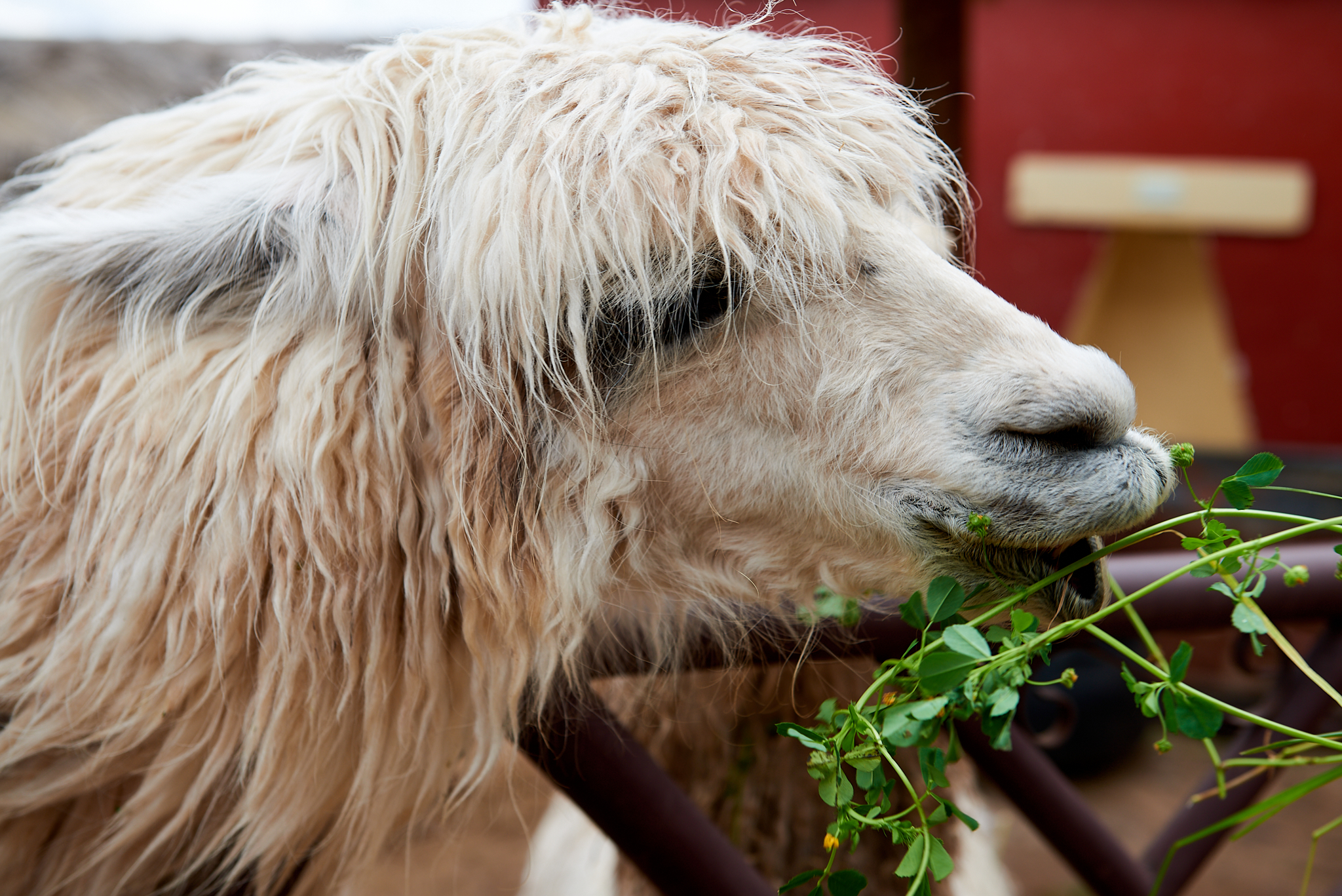 20200307 502 [페루] 신세로